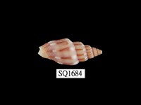 藏品(蛹筆螺)的圖片